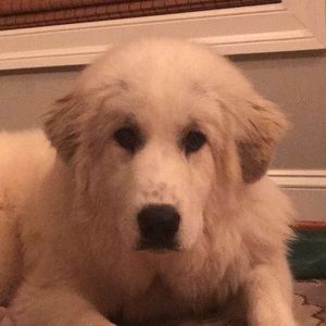 Meet your Posher, Stacey